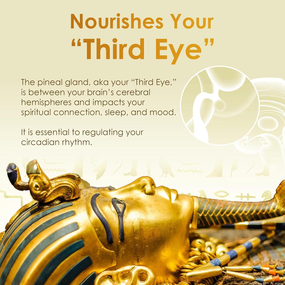 Golden Oil Supplement 4oz – Memory, Focus & Dream Support